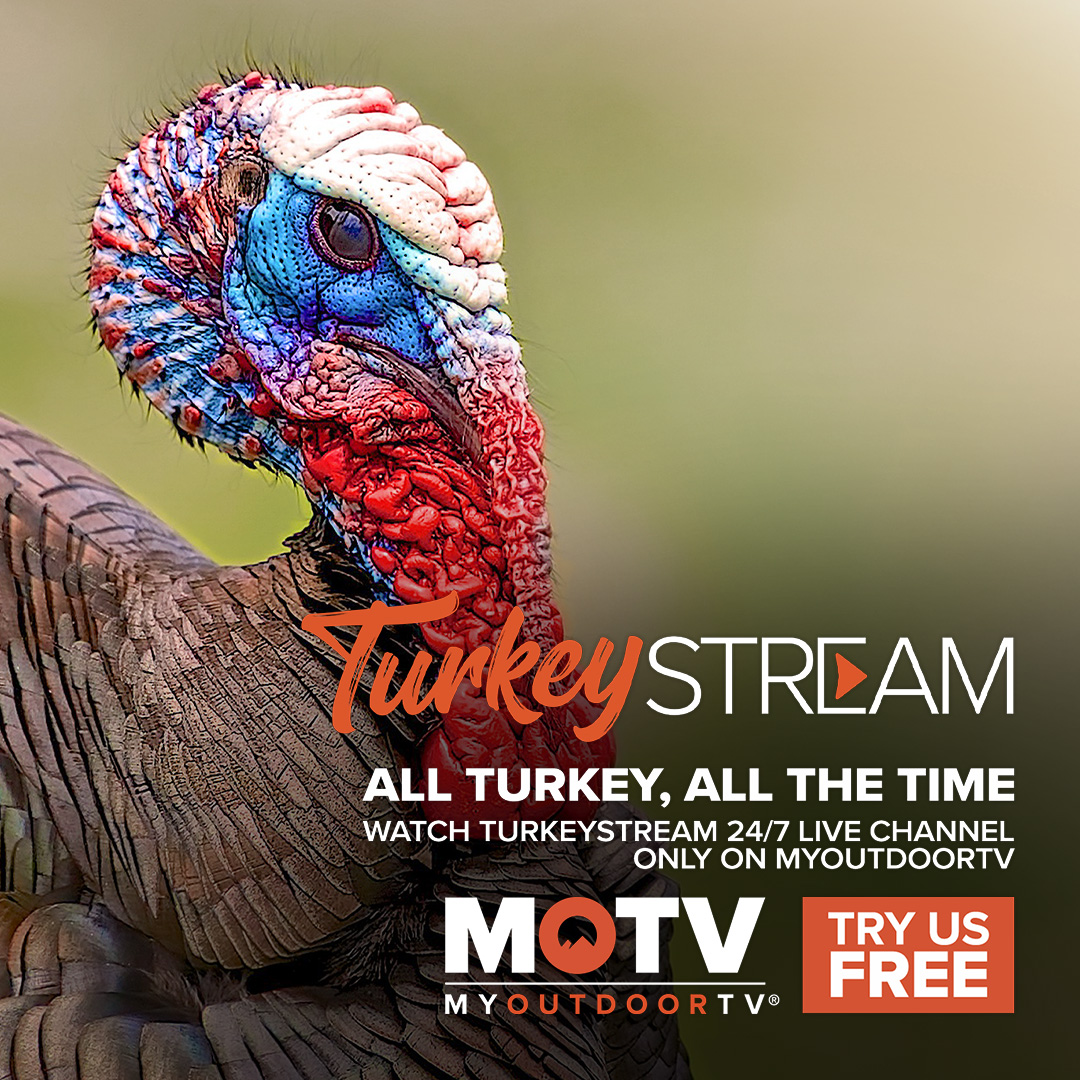 MyOutdoorTV's tweet photo. MyOutdoorTV's TurkeyStream has everything you need to get prepared for turkey season! ๐ฆ Don't miss a moment of our 24/7 channel and make this season one for the books! #TurkeyHunting #TurkeySeason #TurkeyStream #MyOutdoorTV https://t.co/CauJtWW5sr