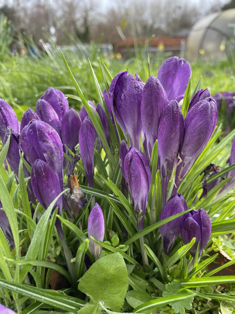 Much better week this week with limited pain while running 🥳 highlight was Chelmsford 10k this morning with not a puddle or any mud in sight! 10 miles running &amp; 17 miles walking 😊 #NHS1000miles