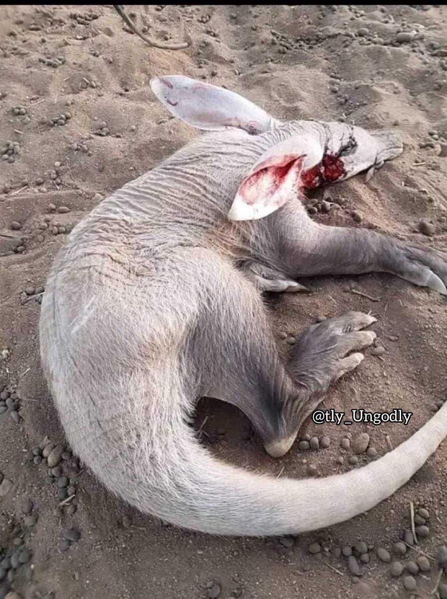 ⚠️Hassas Görüntü⚠️
2 gün önce Yemen’de üzücü bir olay yaşandı..
—————— 
Yemen'in kuzeyindeki Abs Bani Hassan ilçesine bağlı El-Akbra köyünde halk, daha önce görmedikleri tuhaf bir hayvanla karşılaştı ve hayvanı vurarak öldürdüler.. 😡
Bu olay medeni ülkelerden birinde yaşansaydı,