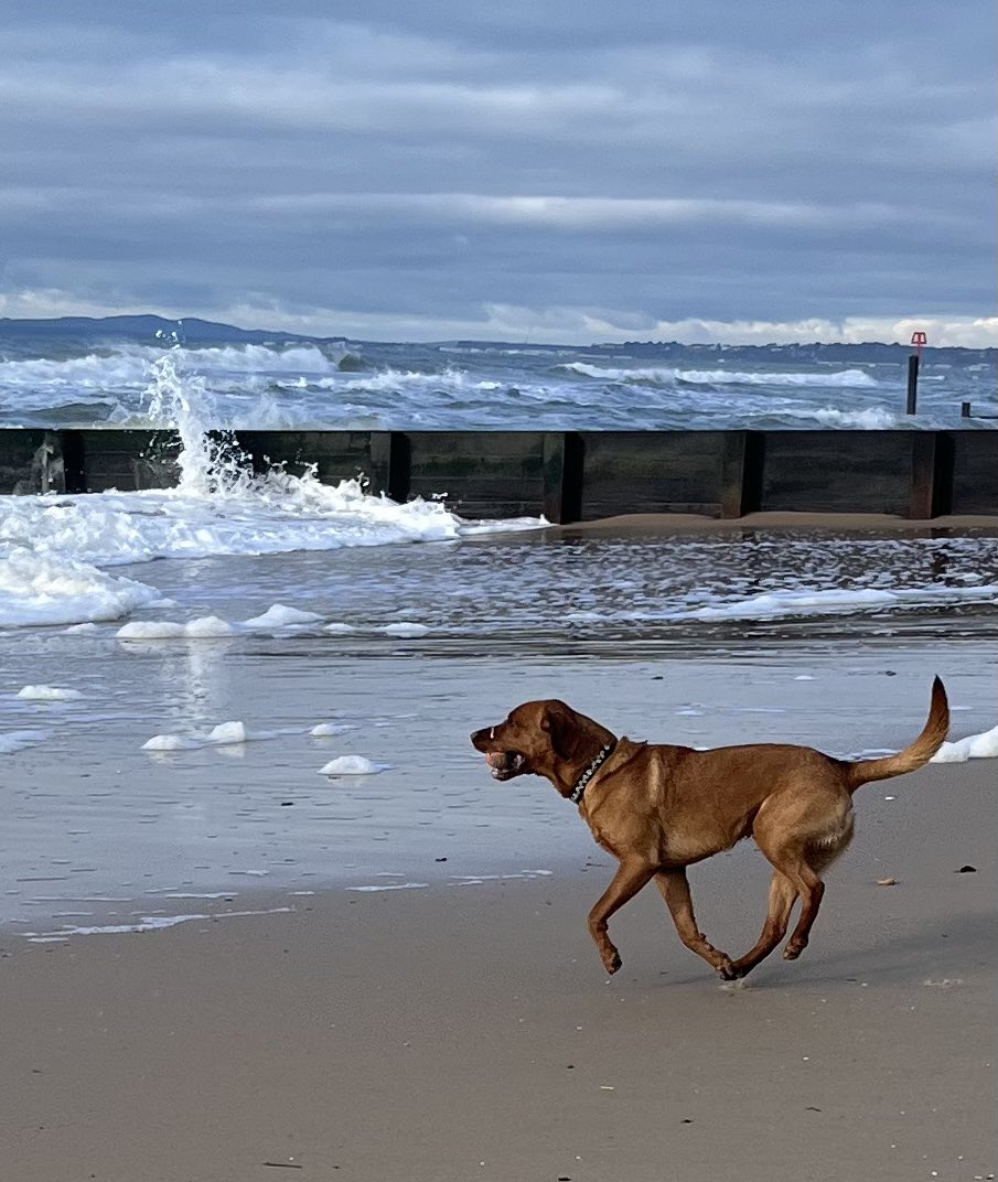 RodwellSam's tweet image. Crazy dog at the beach!