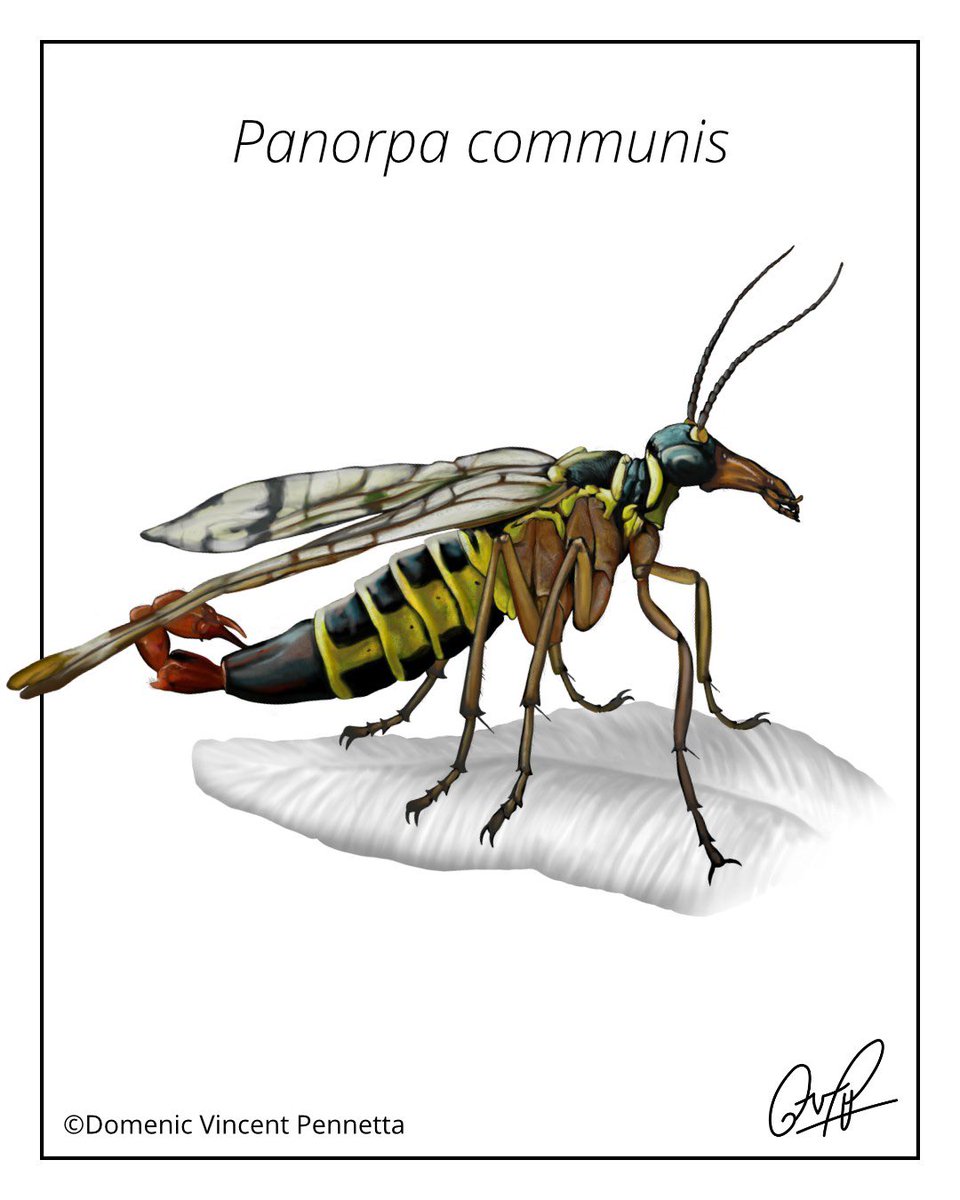 Happy #scorpionfly Sunday! 🪰🦂 Despite the name, they don’t use their tails for stinging. Adults can be seen between May and September feeding on dead insects and sometimes aphids.

#sciart #bioart #natureart #wildlifeart #entomology