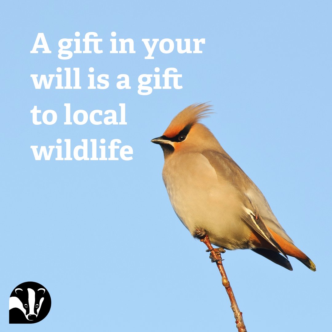 WildlifeTrustSWWales 🦡🐬 (@wtsww) on Twitter photo Just a 1% gift in your will to your local wildlife trust will protect the wildlife & wild places you love. 
We’ve partnered with expert will writers, Octopus Legacy, so you can write your will for FREE. 
👉Find out more: welshwildlife.org/gift-in-will/w…
📸Terry Whittaker/2020VISION Just a 1% gift in your will to your local wildlife trust will protect the wildlife & wild places you love. 
We’ve partnered with expert will writers, Octopus Legacy, so you can write your will for FREE. 
👉Find out more: welshwildlife.org/gift-in-will/w…
📸Terry Whittaker/2020VISION
