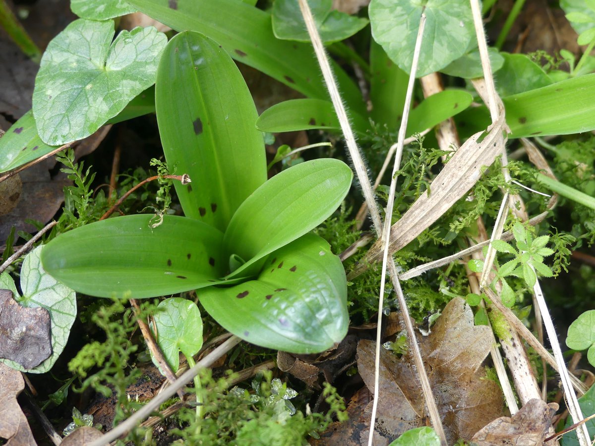 A selection of Early Purple Orchid rosettes in woodland near Plumpton Green, East Sussex #wildflowerhour #RosetteChallenge