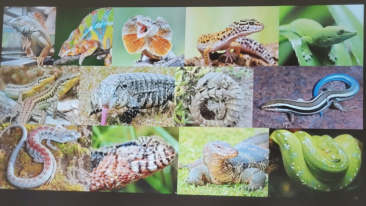 ToddRockford's tweet photo. Dalton Meyer, PhD Candidate, Yale University
“The Not-So-Terrible Lizards: Using Jurassic Fossils to Explore the Origins and Evolutions of Modern Squamates” 
# PaleoFest #BurpeeMuseum # PaleoFest2024 https://t.co/bGcV7JT4Jk