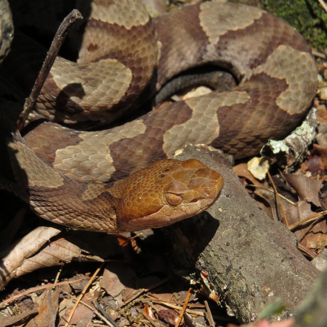 Snakes are an important part of the ecosystem in GRSM. They help to control the rodent populations and provide a food source for birds of prey. Keep your distance but also remember that they are part of the reason why the Smokies are so beautiful. Photo: Warren Bielenberg