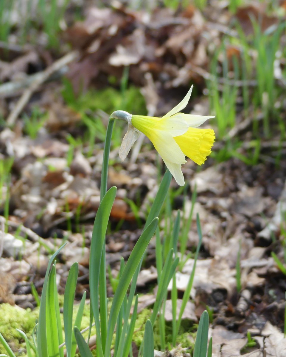 Wild Daffodils in local woodland, Plumpton Green, East Sussex #wildflowerhour