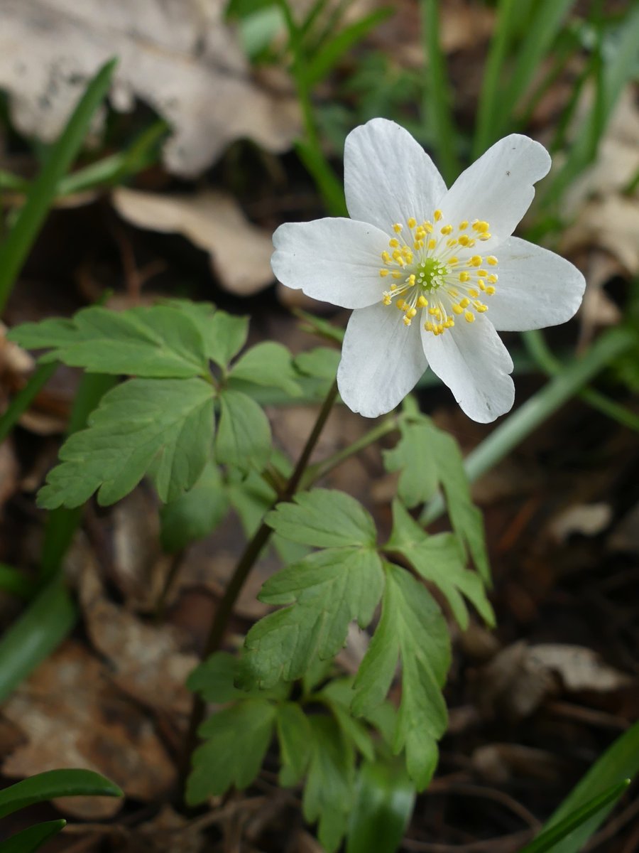 The first Wood Anemone I've seen this year. So beautiful! Plumpton Green, East Sussex #wildflowerhour