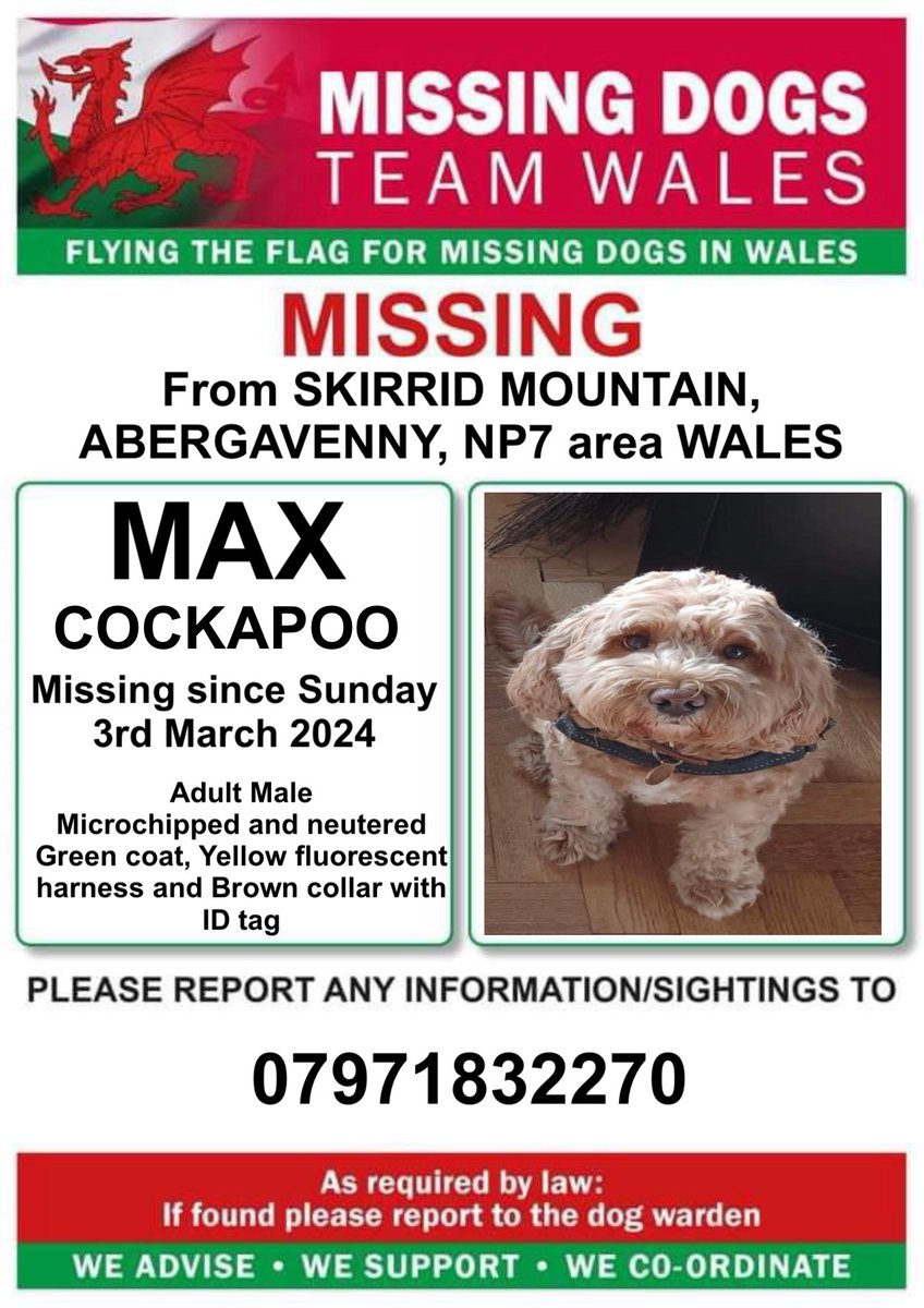 ‼️MAX IS MISSING FROM #SKIRRID MOUNTAIN #ABERGAVENNY, #NP7 area #WALES‼️
Since Sunday 3rd March 2024
Microchipped and Neutered 
He is wearing a Green coat, fluorescent Yellow harness and Brown collar with ID tag
‼️PLEASE RING NUMBER ON POSTER WITH ANY INFORMATION/SIGHTINGS