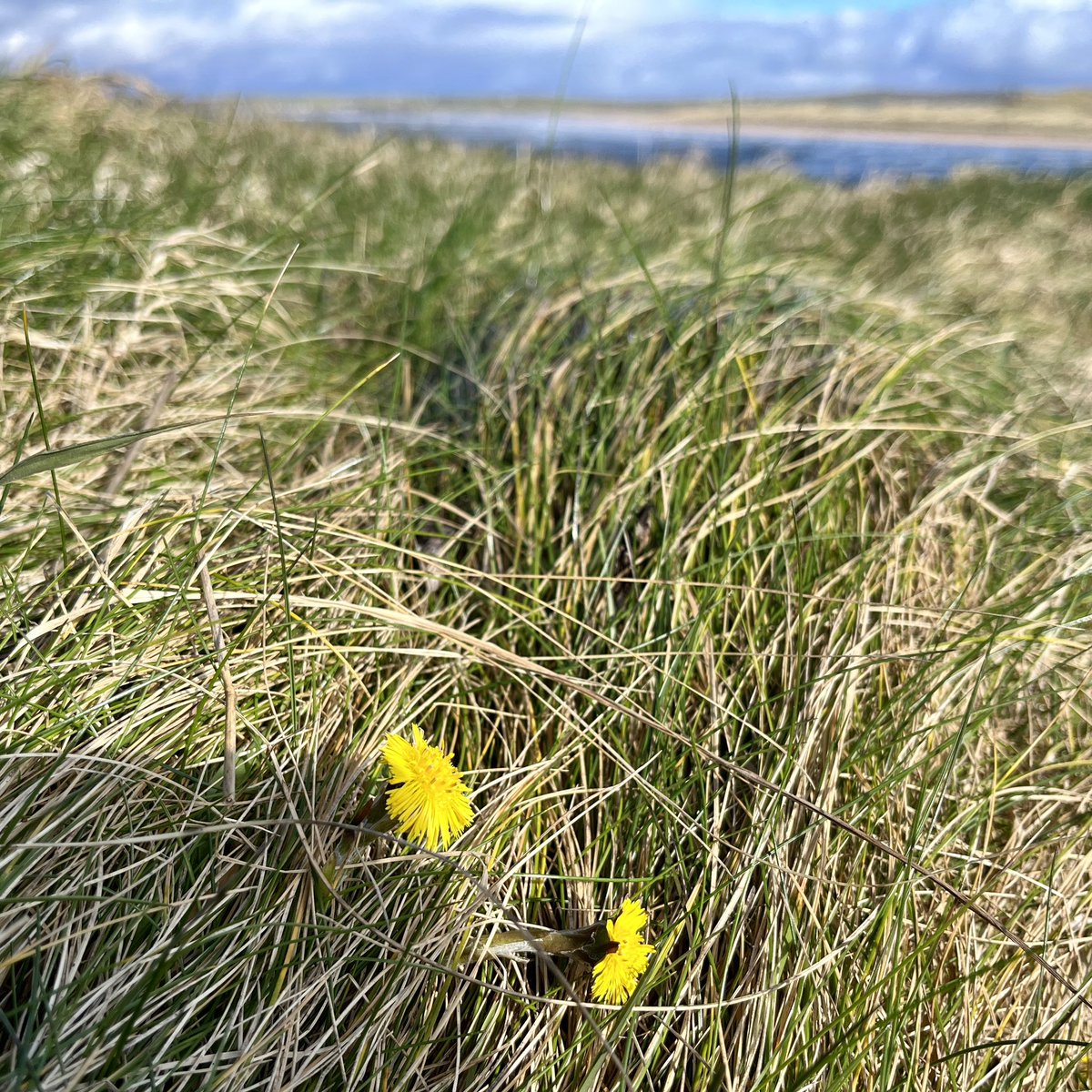 Coltsfoot finally appearing, Bundoran, Sth Donegal for #wildflowerhour