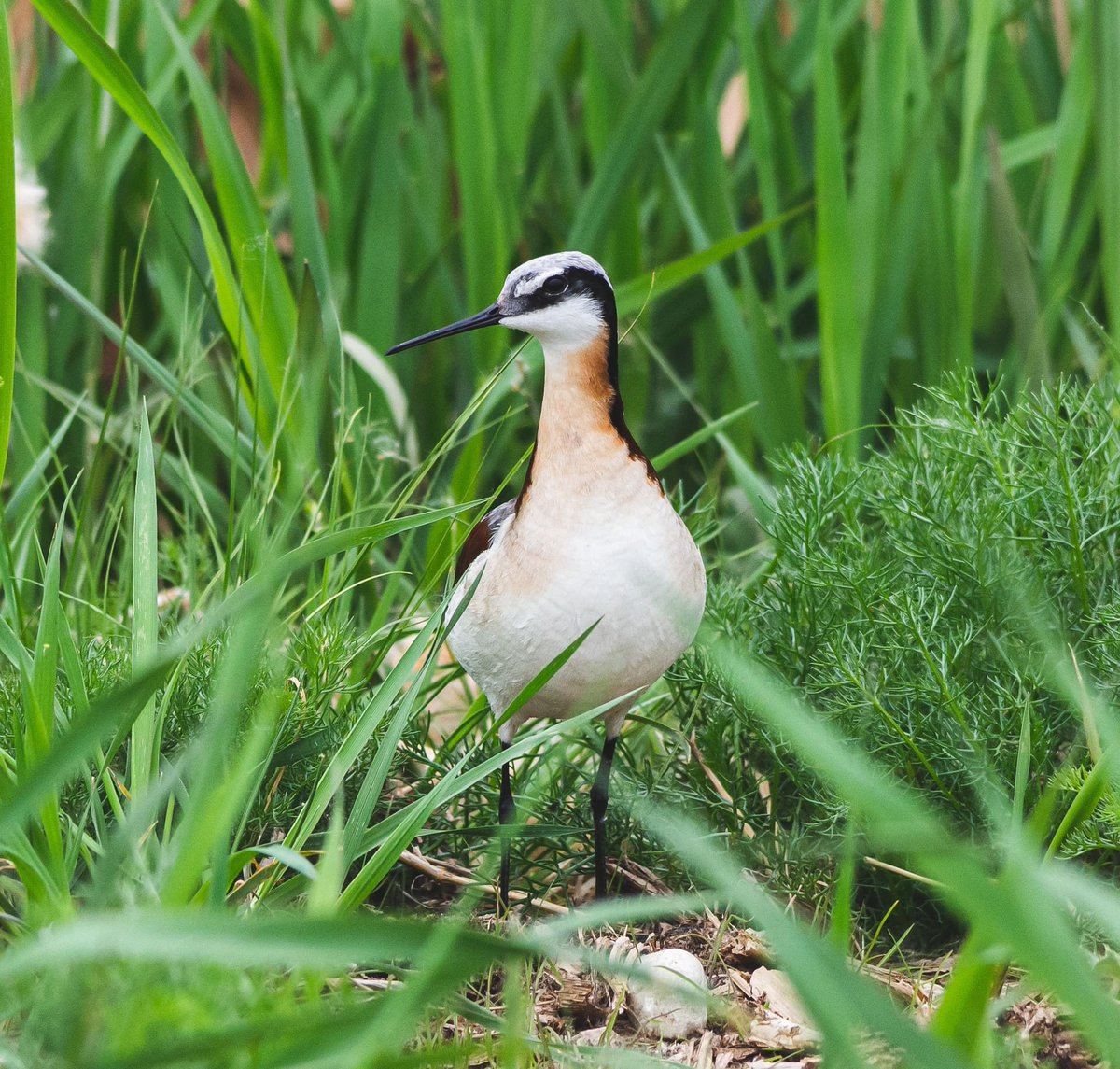 Some #birds for #WorldWildlifeDay Birds are obviously one of my favourite animal groups. Widespread and diverse, these living dinosaurs are enjoyable to find, watch, and share with others