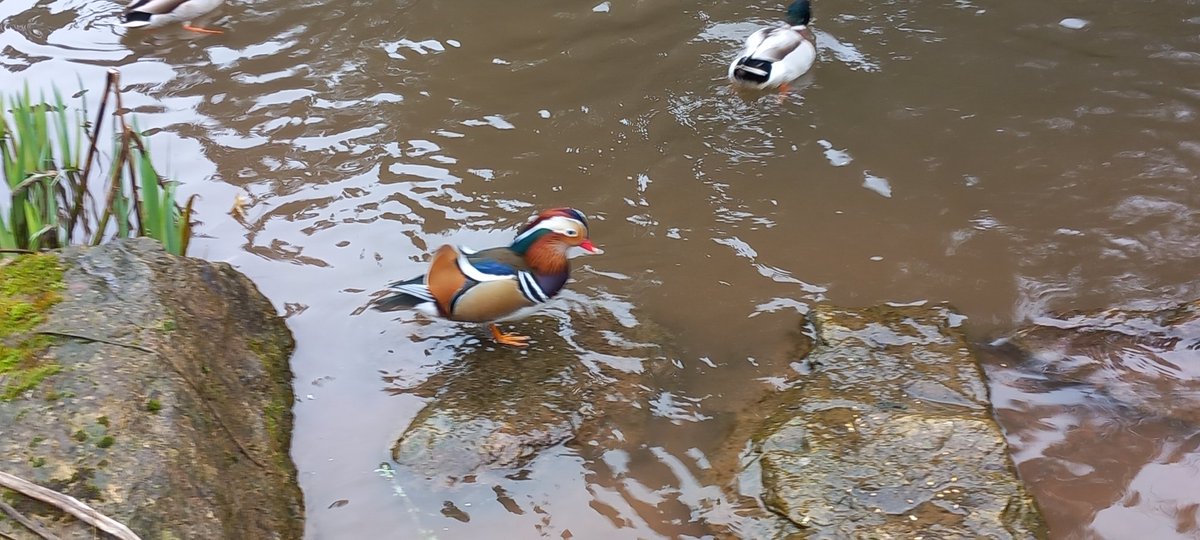 lil_al_f's tweet photo. Back from a few days in the Forest of Dean as an amateur was happy to see coal,blue, great,and long tale tits,nuthatch and chaffinch. Mandarins and some ducks i didn't know on the pools, perhaps someone will tell me? https://t.co/3eAo1QF2Fu