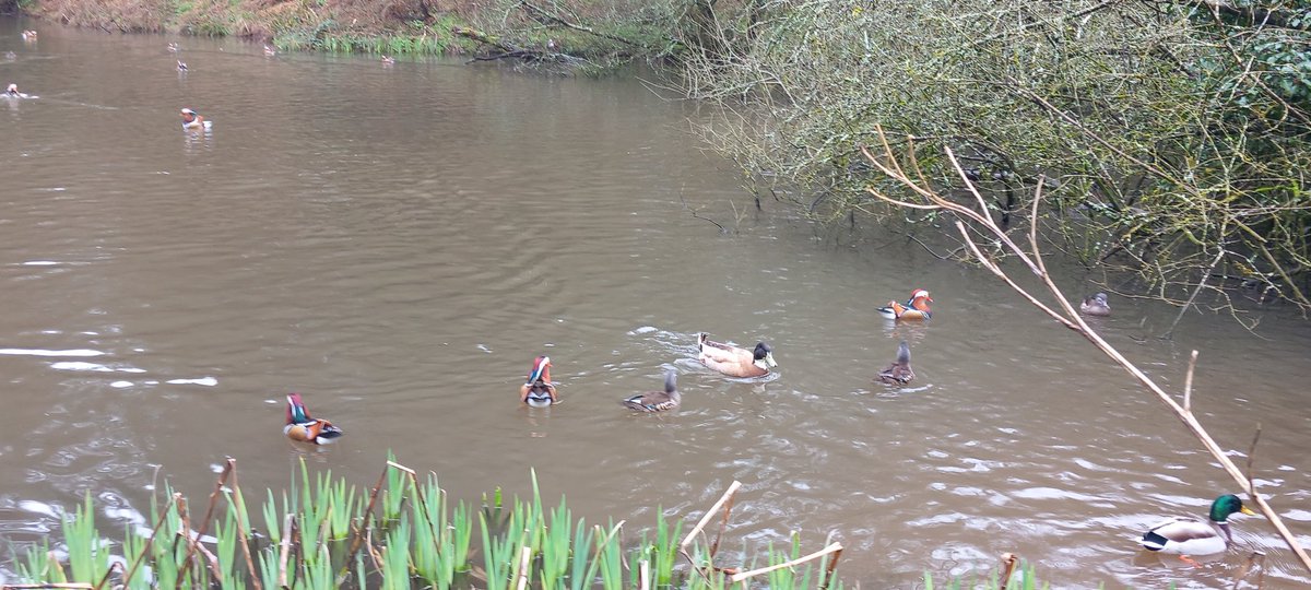 lil_al_f's tweet photo. Back from a few days in the Forest of Dean as an amateur was happy to see coal,blue, great,and long tale tits,nuthatch and chaffinch. Mandarins and some ducks i didn't know on the pools, perhaps someone will tell me? https://t.co/3eAo1QF2Fu