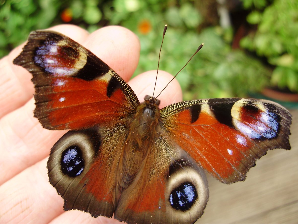 nickykylegarden's tweet photo. On #WorldWildlifeDay we can ALL do something to make a difference. As #gardeners we can go #peatfree #pesticide-free #organic, providing #food &amp; #habitat for #insects &amp; #biodiversity. If not gardeners, we can support organic #farming. We hold the #future of #Nature in our hands🙏 https://t.co/QioUWOUwpg