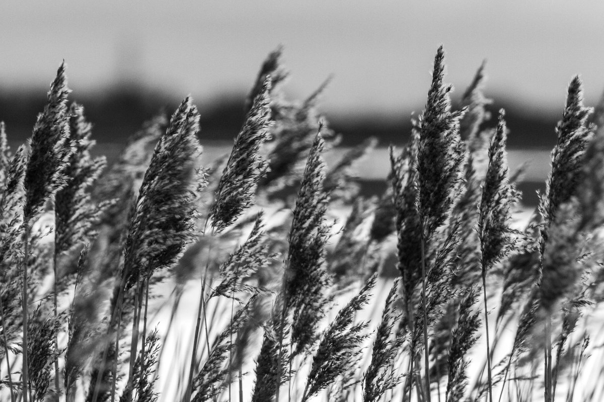 Great weekend at @RSPBFrampton …