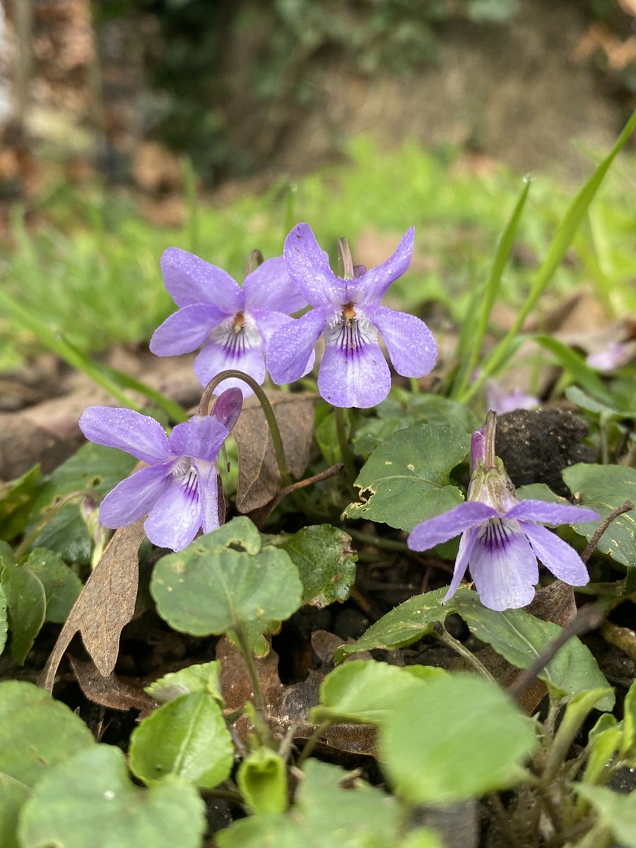 Nice little selection of Viola today on my misty morning walk. I managed Viola odorata var. odorata, var. dumetorum, and var. imberbis as well as a lovely little Viola reichenbachiana. @BSBIbotany @wildflower_hour