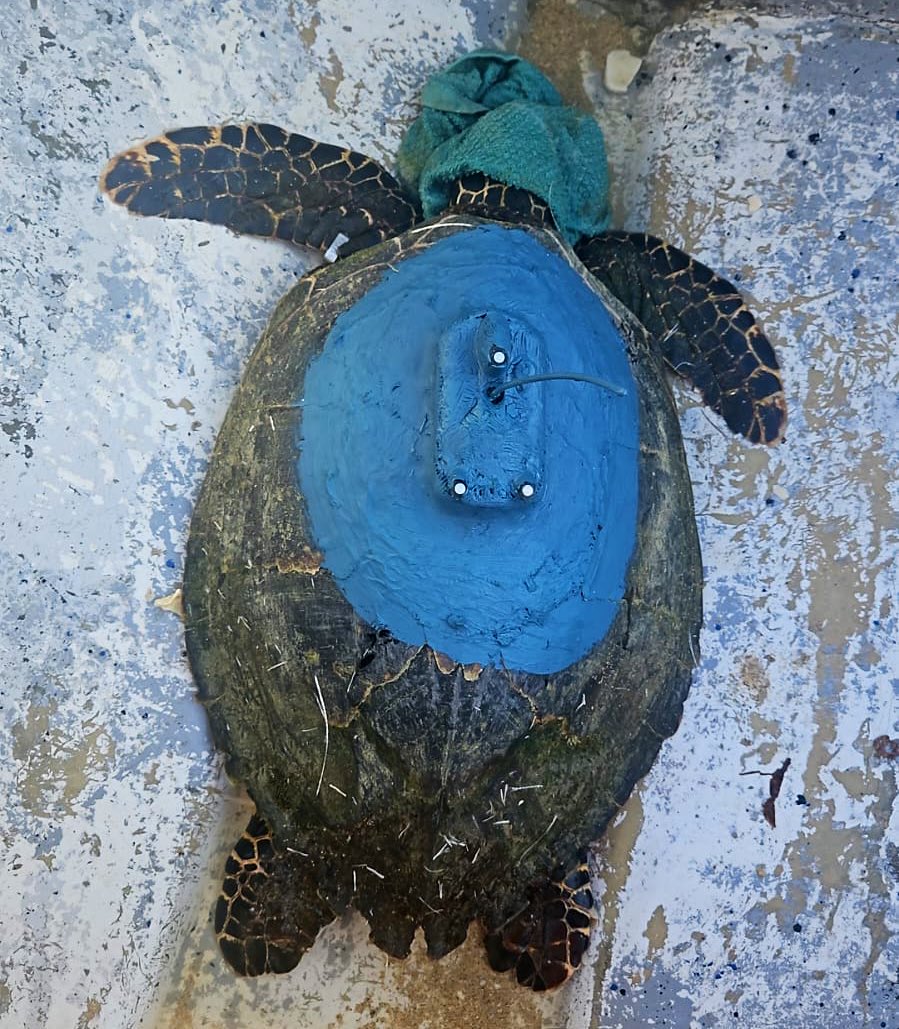 Servicio Nacional Aeronaval de Panamá tweet media