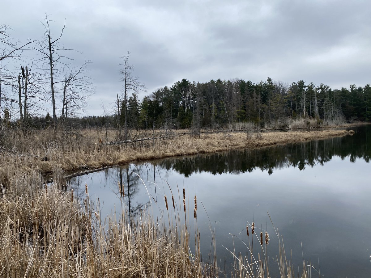 LSPCG's tweet image. What a great way to mark Invasive Species Awareness Week! Continued work on the environmentally important L Lake wetland in Port Franks! Read more about it on our website lspcg.com/invasive-speci… #InvSpWk