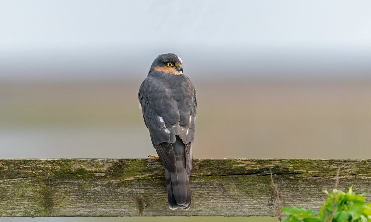 Other Raptors were also available in the Cley square today