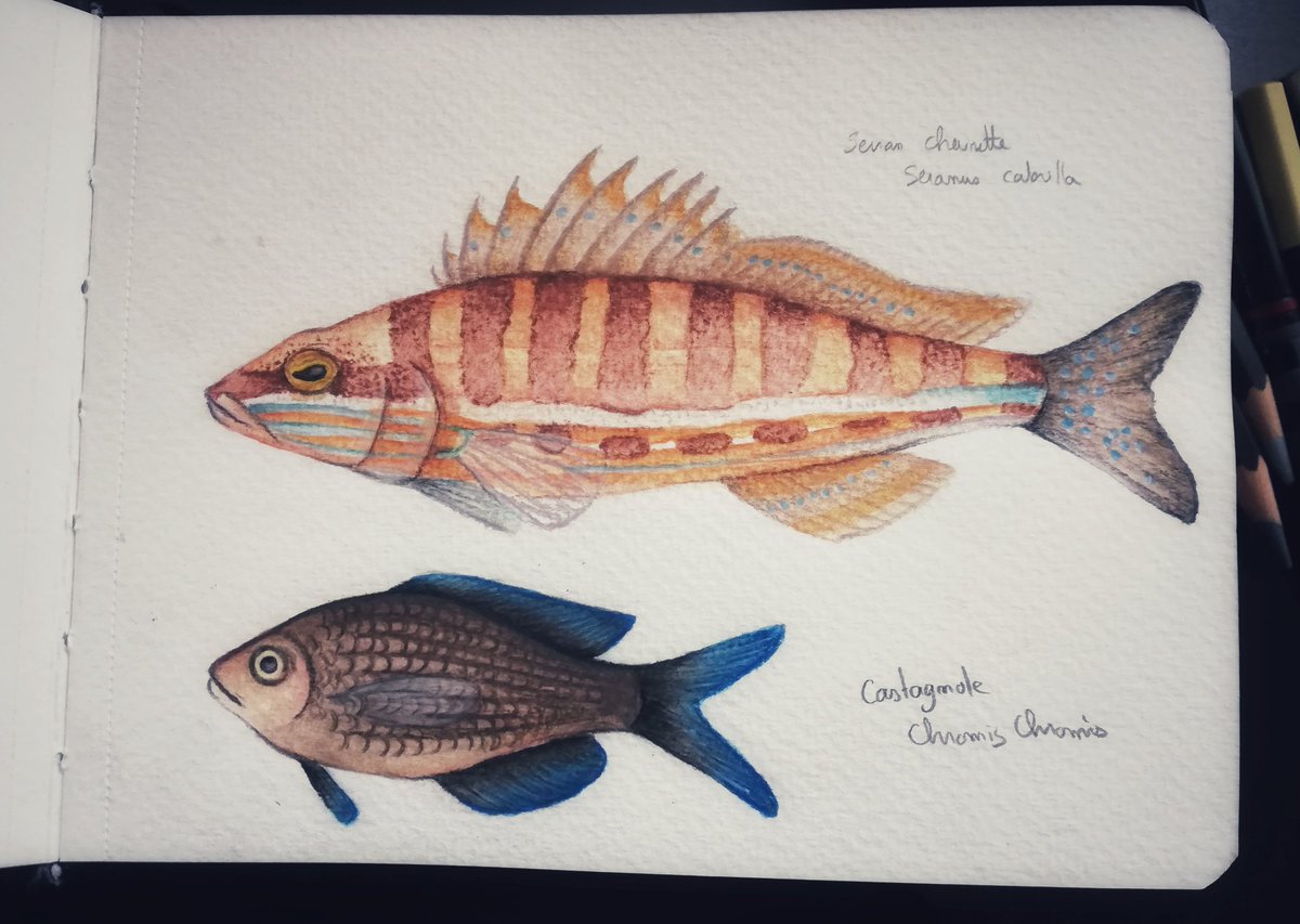 BakaUnico's tweet image. #sundayfishsketch some Mediterranean fish
