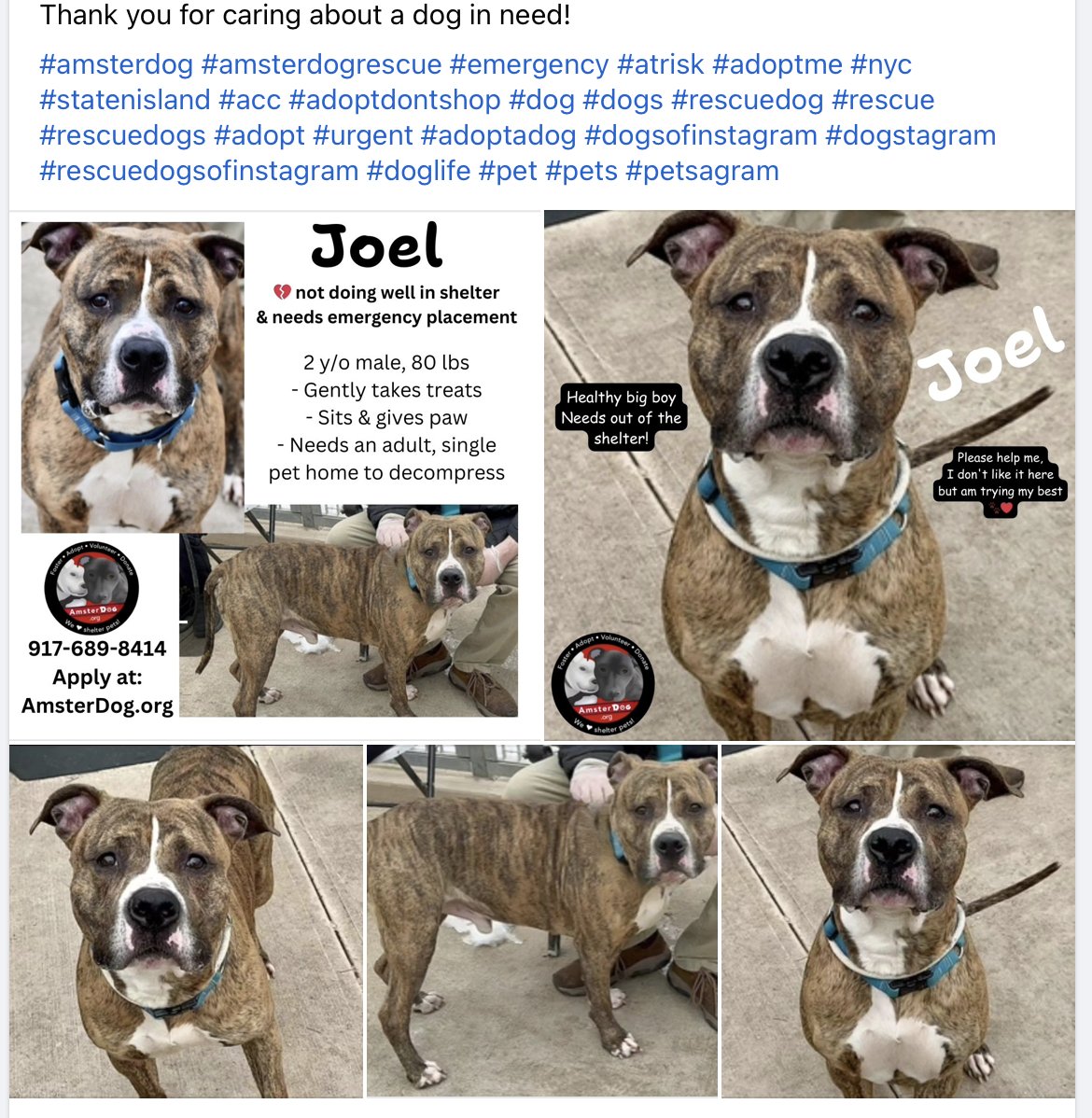 💥POOR JOEL - NEW TO #NYCACC AND IMMEDIATELY PUT ON KILL LIST💥FOR BEING AFRAID OF EVERYTHING AROUND HIM💥 🆘🆘🆘🆘🆘🆘🆘🆘🆘🆘🆘🆘🆘🆘🆘🆘🆘 A fabulous ACC New Hope Partner can see his potential and wants to pull him. 💥Contact info in slide below. He needs an adult only, solo…