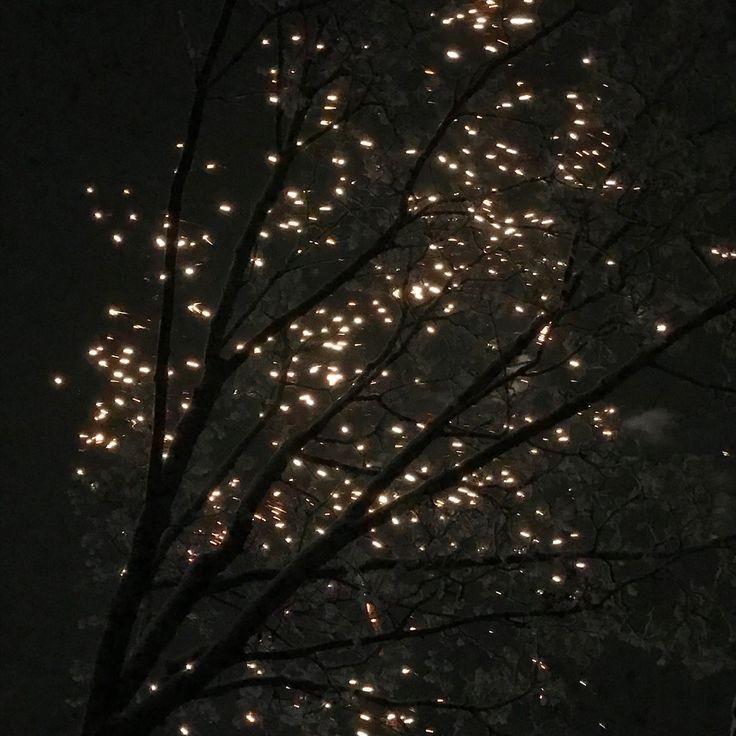 elemmiressoul's tweet photo. starry trees. https://t.co/DIQW4gaQA3