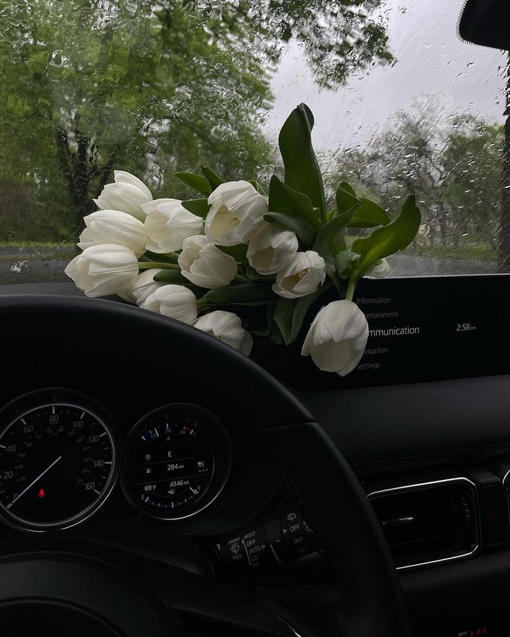 White Tulips