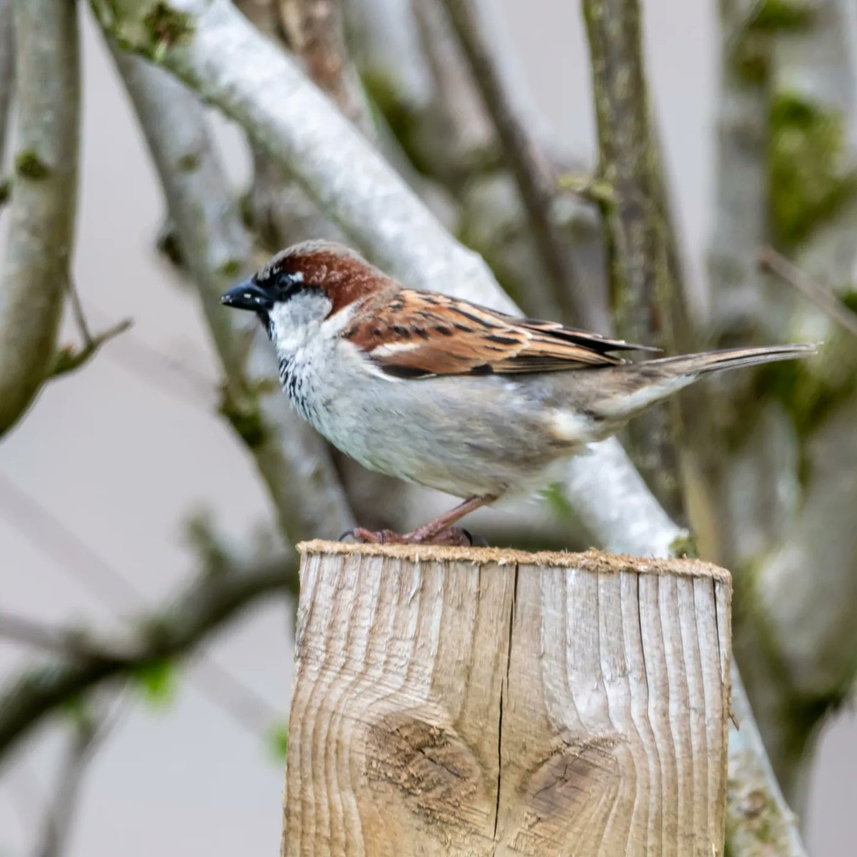 #SparrowSunday