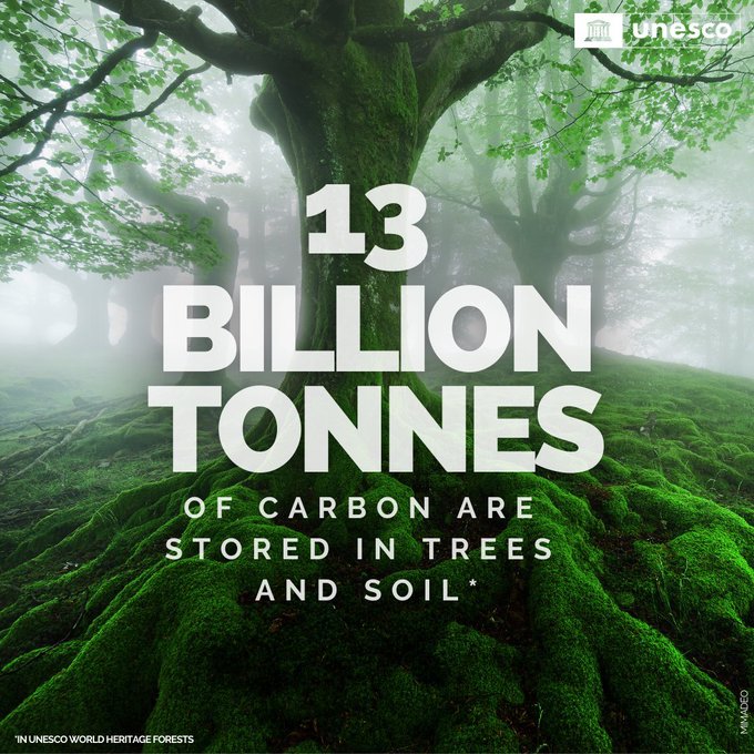 Forests are unsung #ClimateAction heroes. 🌳 Up to 13 billion tonnes of carbon is stored in their trees and soil. @UNESCO says protecting forests, including those recognized as World Heritage Sites, can benefit the planet & all its people. via @UN whc.unesco.org/en/forests