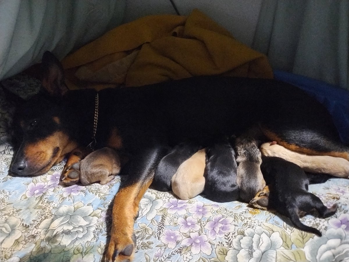 Welcome to the world Crimson, Cinnamon, Chartreuse, Aqua, Onyx, Iris, Indigo, Amethyst, and Opal. Nine Pisces puppies in the house!