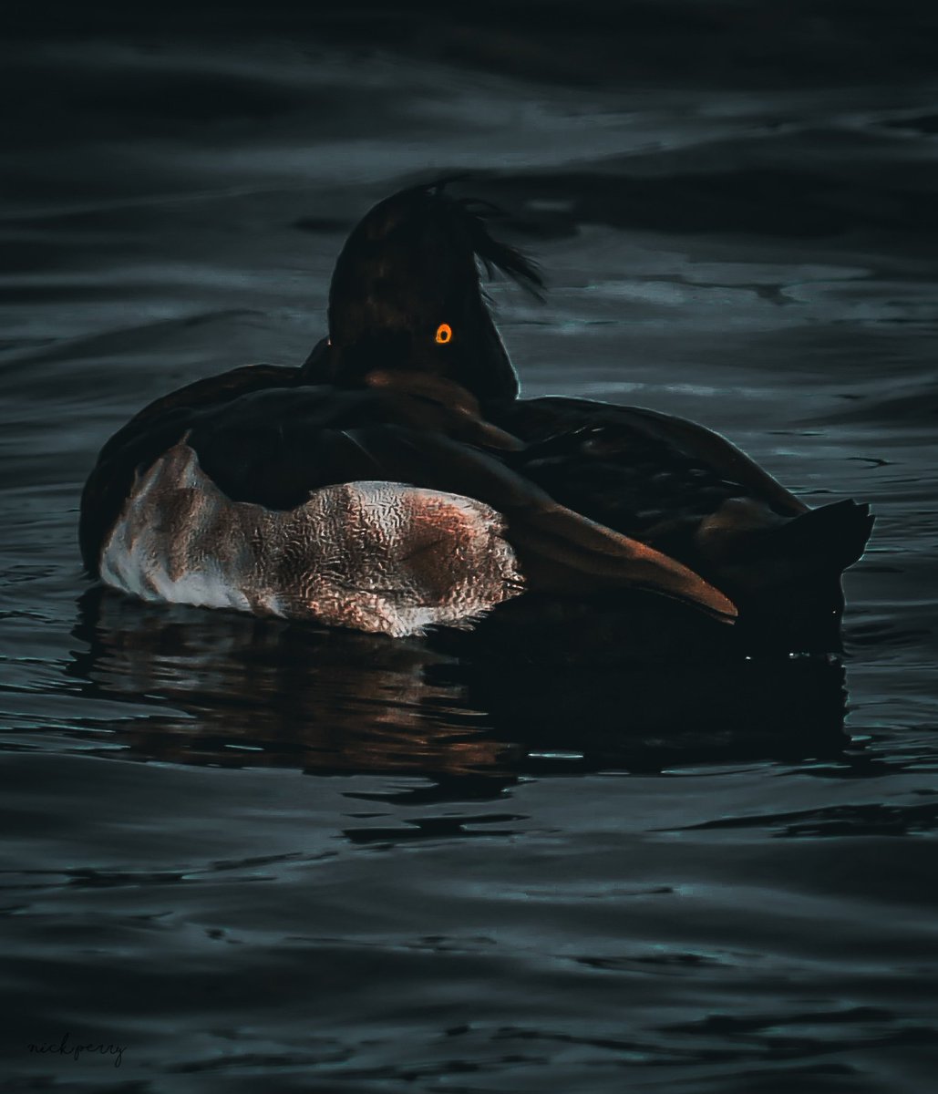 nickyperry82's tweet image. Hey #TwitterNatureCommunity 
Don&apos;t forget #MallardMonday TM
hosted by the king of the #Darkedition 🔥MonkBonk🔥
The team continues to grow💪 let&apos;s 
All get behind this community 🧵 and have some fun😁
Until then✌️
#TwitterNaturePhotography 
#BirdsOfTwitter #ducks
#NatureTherapy🏴󠁧󠁢󠁷󠁬󠁳󠁿