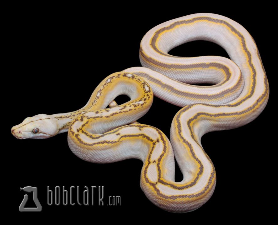 PythonBobClark's tweet image. Mochino motley het pied reticulated python, 2023 male #reticulatedpython #reticulatedpythons #reticulatedpythonsofinstagram