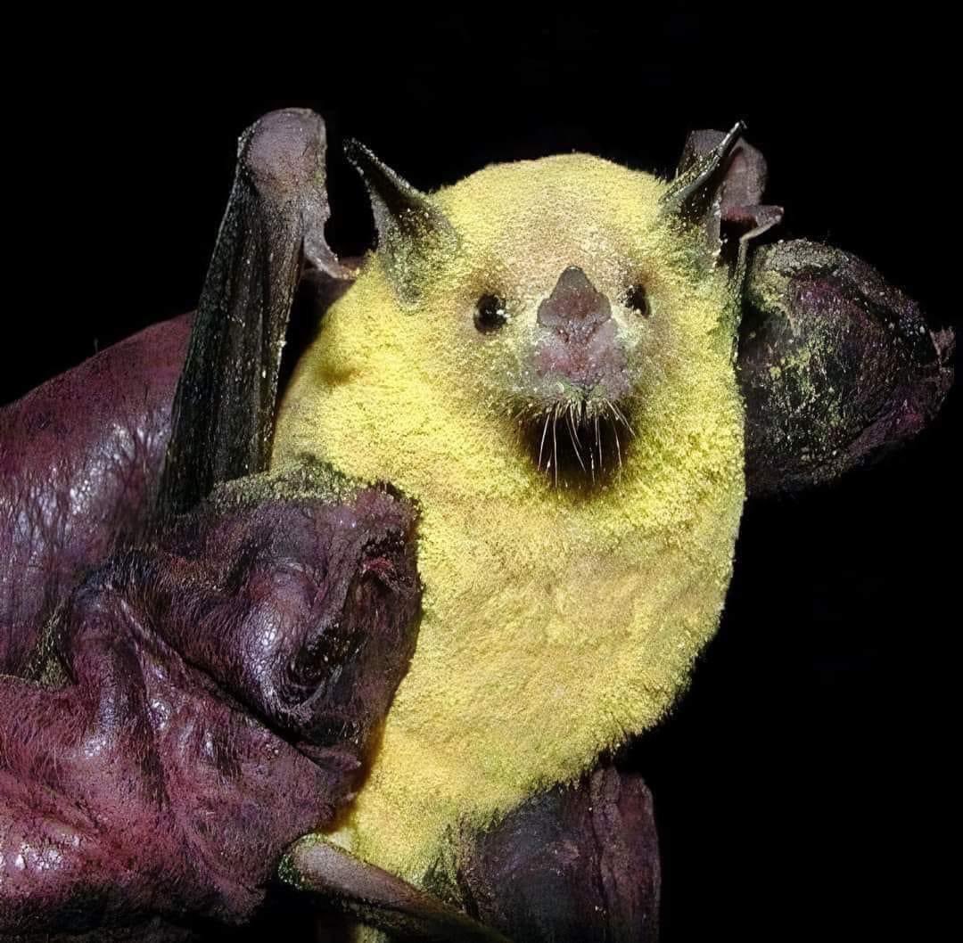 Héroe sin capa. Murciélago polinizador completamente lleno de polen.