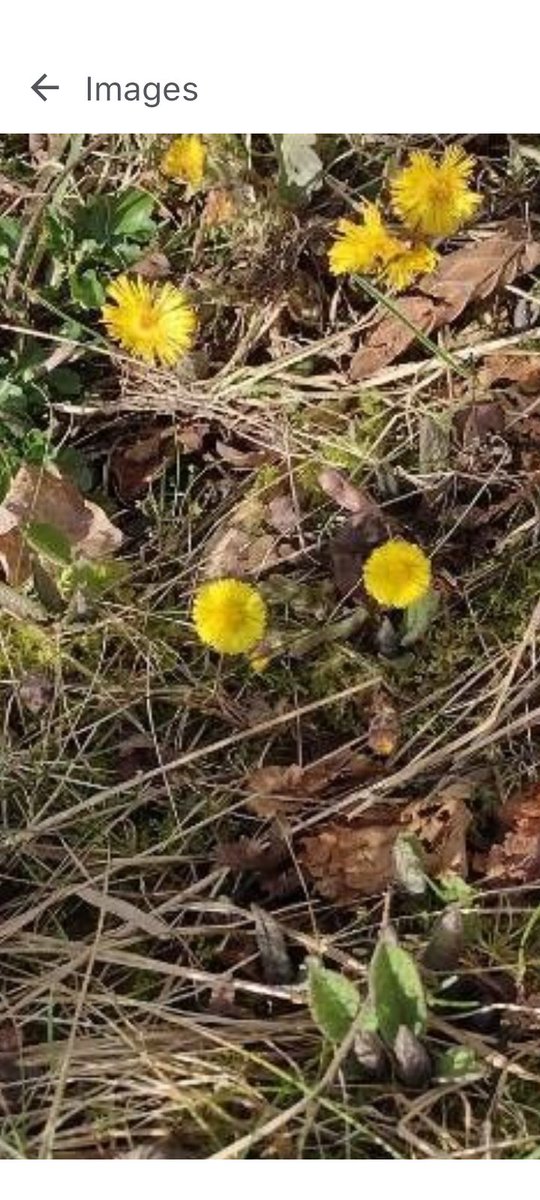 A welcome splash of colour at the end of a very long winter. Coltsfoot?Renfrewshire, Scotland. #wildflowerhour