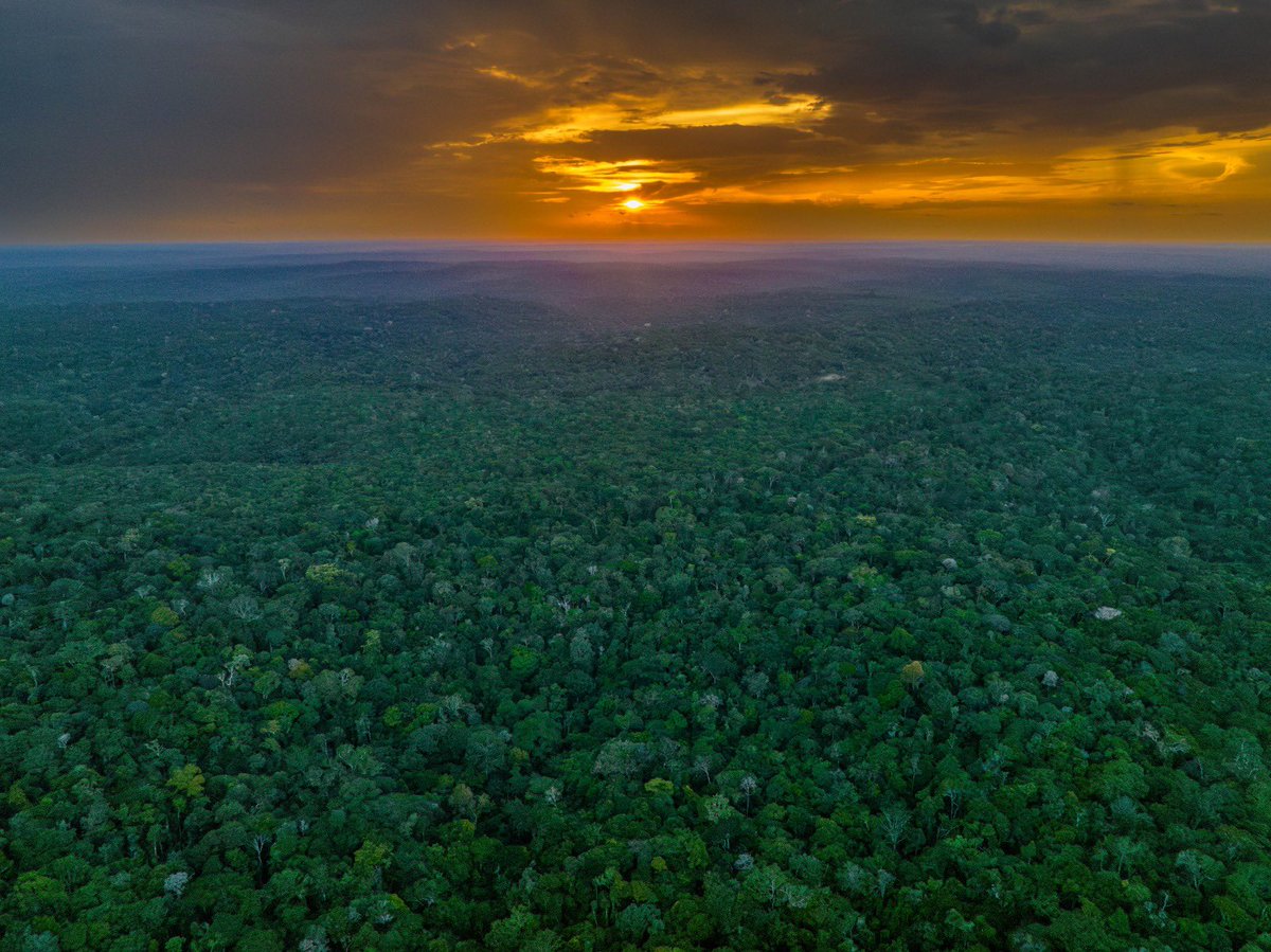 Incredible Sunset in the Amazon Forest. Photo: Paulo Molin.