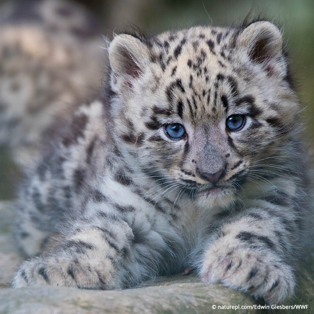 Happy World #WildlifeDay! 🐘 🐅 🦒 🦏
Celebrate the world’s amazing wildlife and help protect them by supporting our official 2024 charity partner <a href="/world_wildlife/">World Wildlife Fund</a>! Make a difference for endangered speciies by supporting WWF!

#MPC2024 #WWF #MyPeakChallenge #SamHeughan