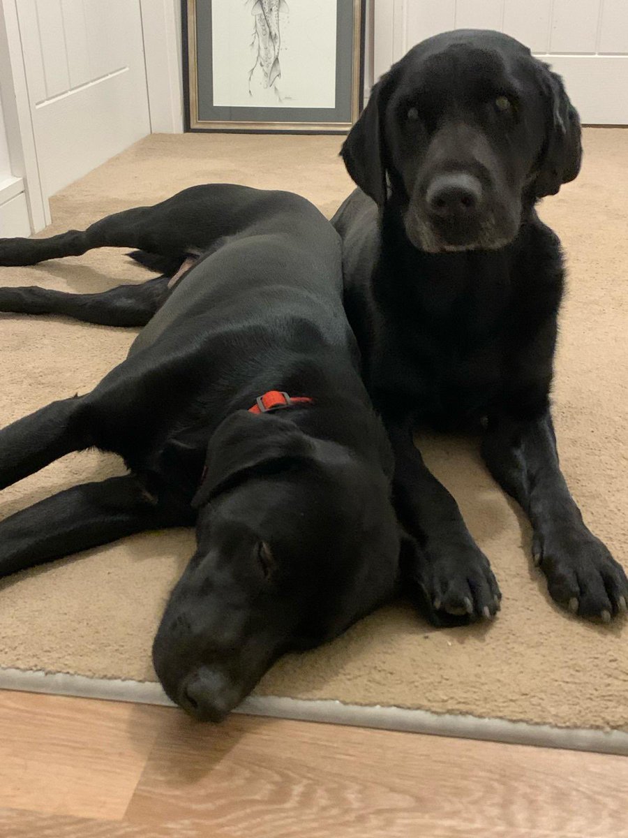 Is there anything finer than a Labrador ?…. Errr hmmm two Labradors ? Thought not .