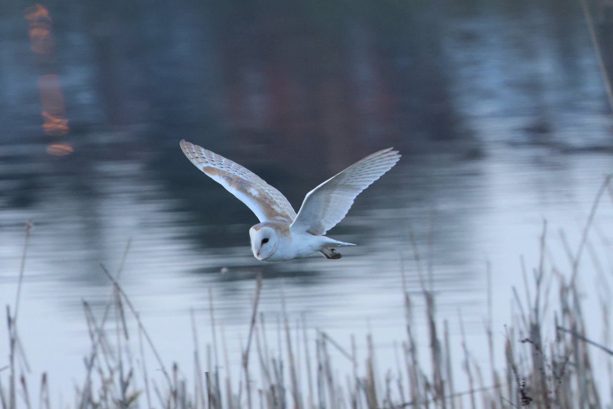 bcbeancounter's tweet image. A three hour wait was rewarded with a single pass by our local Barn Owl. Right place, right time for a change. #northantsbirds #barnowl