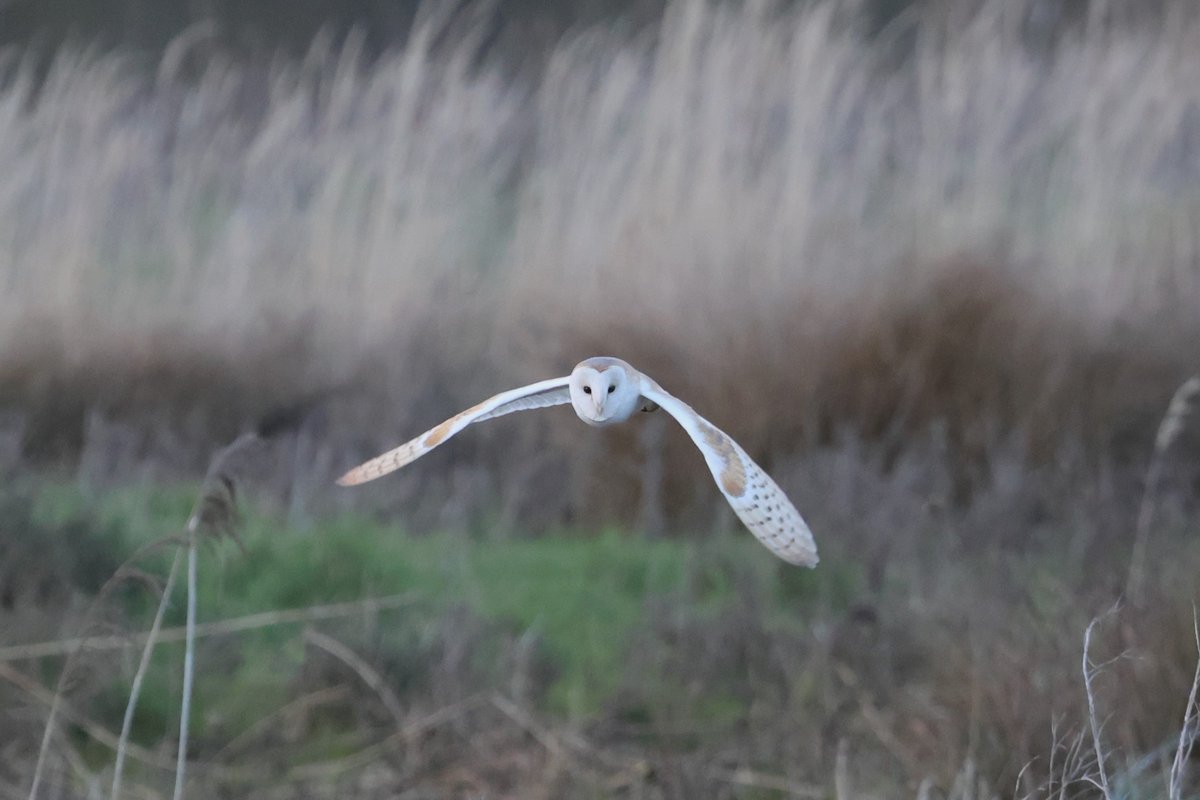 bcbeancounter's tweet image. A three hour wait was rewarded with a single pass by our local Barn Owl. Right place, right time for a change. #northantsbirds #barnowl