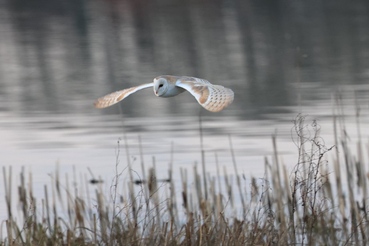 bcbeancounter's tweet image. A three hour wait was rewarded with a single pass by our local Barn Owl. Right place, right time for a change. #northantsbirds #barnowl