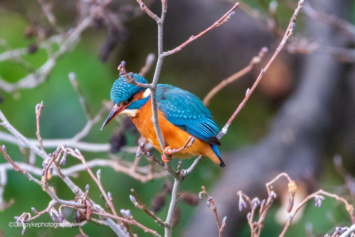 Finally, I captured a photo of a kingfisher #photography #kingfisher #wildlifephotography #ireland #irishphotography #images_with_stories #ThePhotoHour