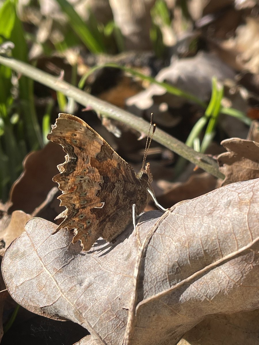 My first Comma (polygonia c-album) of 2024 🧡 Sitting handsomely in the early spring sunshine. Salisbury, UK. @BBCSpringwatch