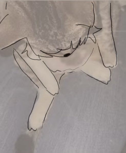 Fuzzylancer's tweet image. tummy