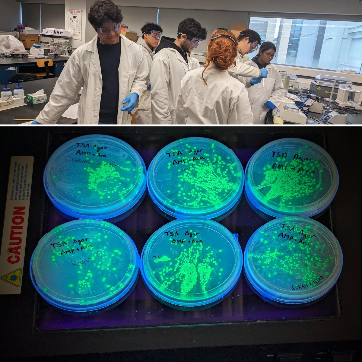 #undergrads carrying out the precapstone innovation course genetic circuits lab…checking out engineered glowing bacteria! Special thanks to @montclarelabs @JonasunSun & Sarah Gangwar! #multidisciplinary #capstone #venturewellfunded #nsffunded #nyutandonmade