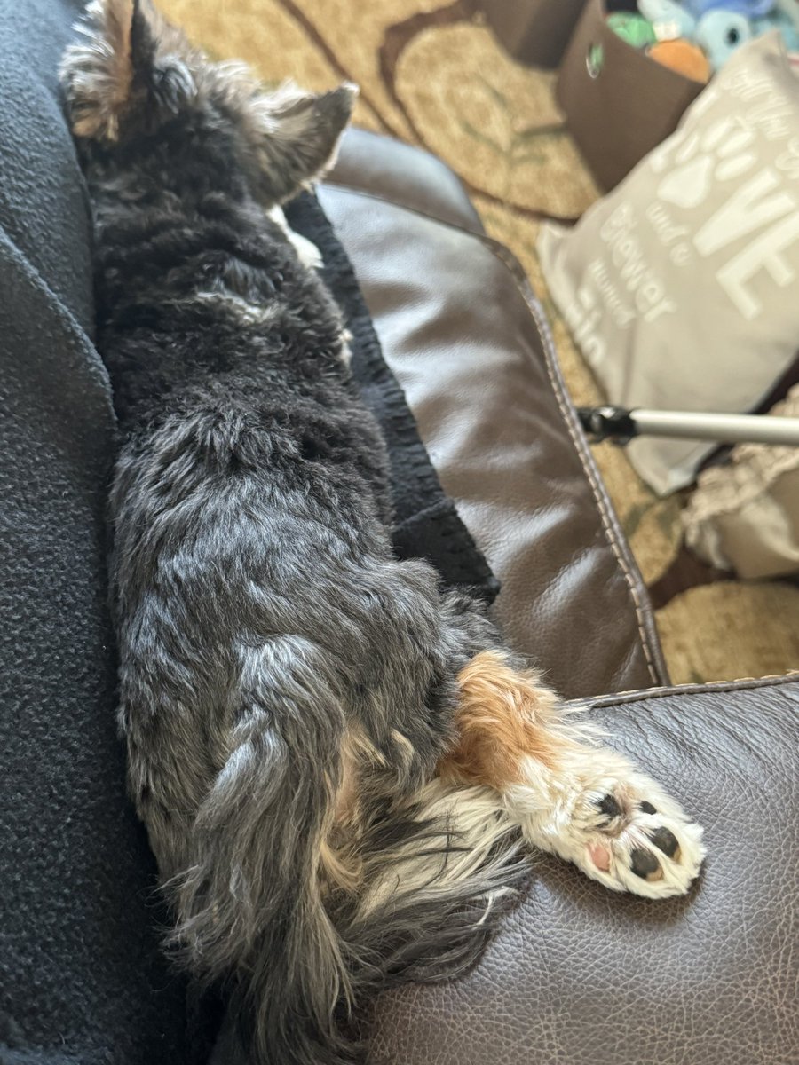 CoryJoy's tweet photo. Gio. A great day to snoozle 💤🐾🫶🏼❤️🥰 #sundaynap https://t.co/gSg36eXXVP