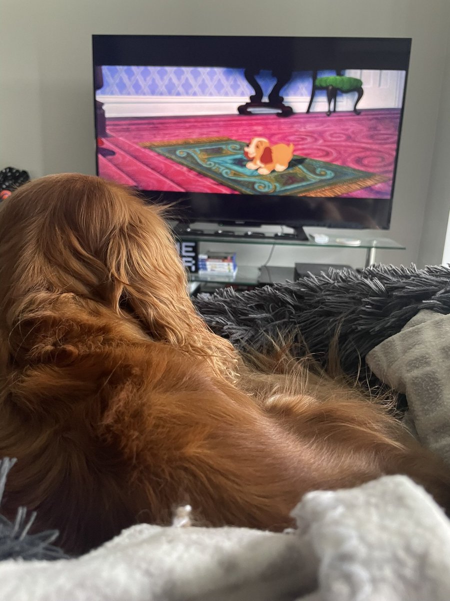 Watching Lady&TheTramp with my little lady, Peanut. 🩵🐶🥹. Happy monday from us. #CavPack 🎥