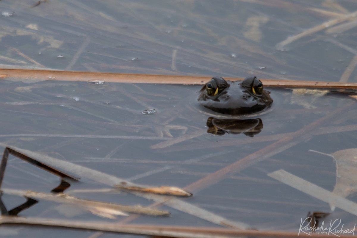 Frog making an appearance in the pond already, another sign that spring is springing. #frog #frogsinpond #sleepyfrogs #shareyourweather #ontariospring #foolsspring #thephotohour instagram.com/rachelle_richa…