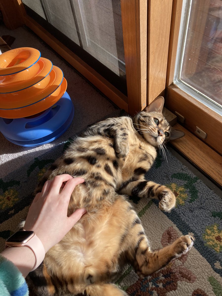 Sunday morning belly rubs #CatsOfTwitter #TeamBengal #catsofinstagram