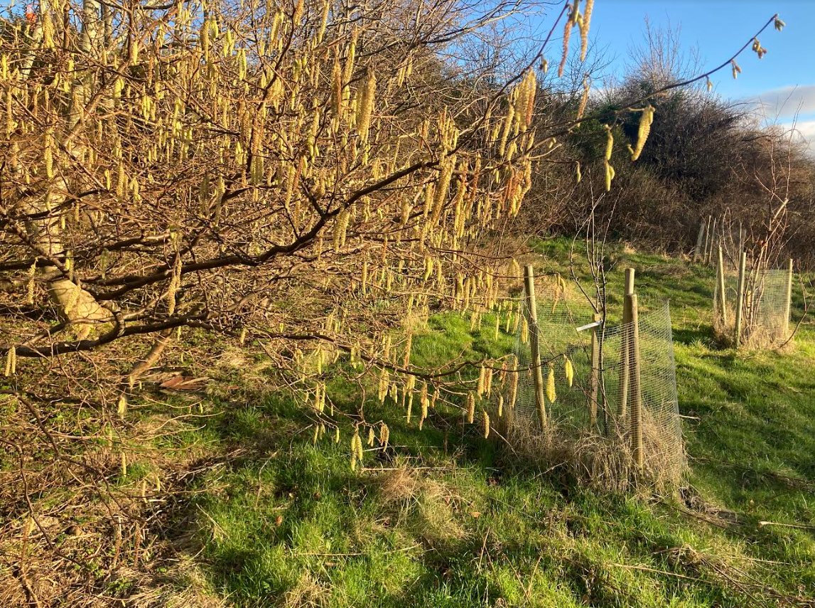 Next activity morning -Big Spring Clean, Sat 9th March 10am - along the burn and throughout the park Volunteers of all ages welcome Meet at the FBBVP Bothy on Gilmerton Dykes Street 10am Or at the Burdiehouse Road entrance of the park at 10am - whichever location is closer!