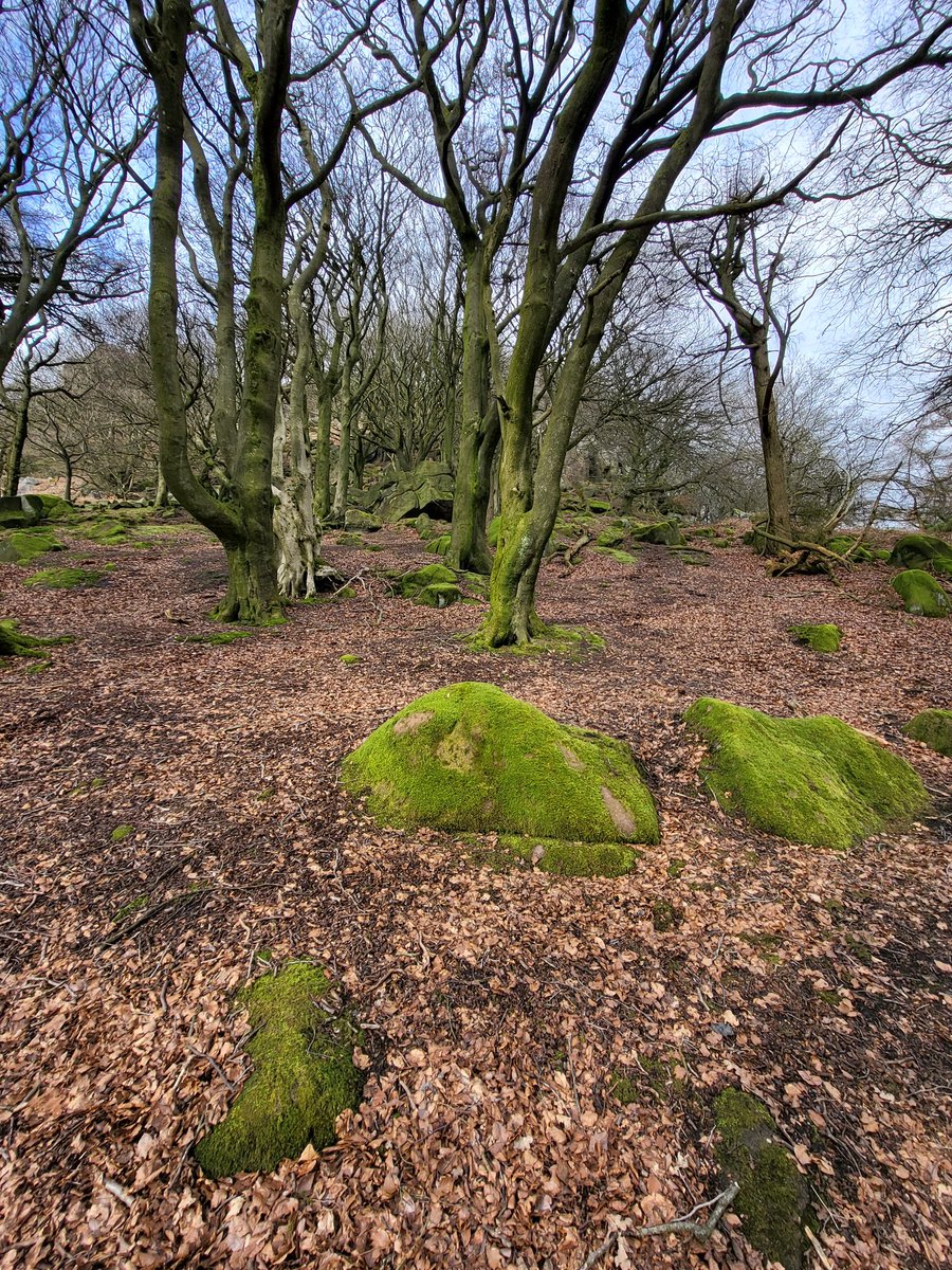 Tree Stories tweet media