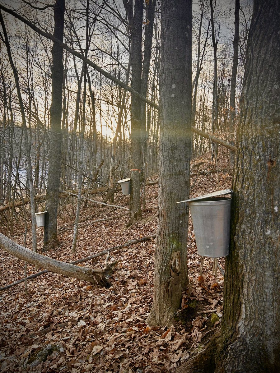 I cannot express how eerie it is to be collecting maple sap in early March and there not being any snow covering the forest floor. I’ve NEVER seen this before.